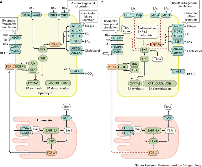 figure  : enterohepatic circulation of bile acids under normal